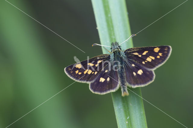 Bont dikkopje (Carterocephalus palaemon)