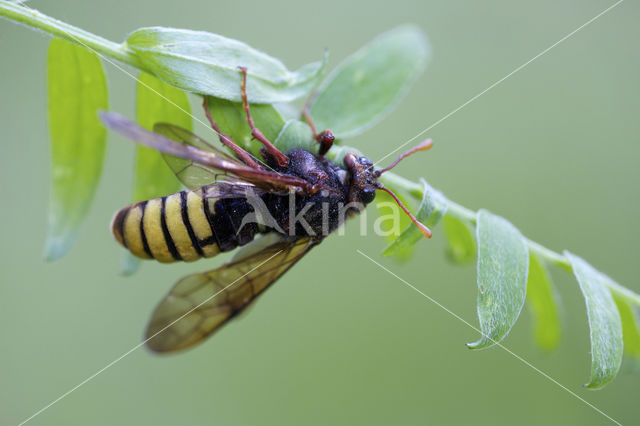 Gele Knotssprietbladwesp (Cimbex luteus)