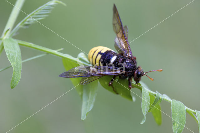 Gele Knotssprietbladwesp (Cimbex luteus)