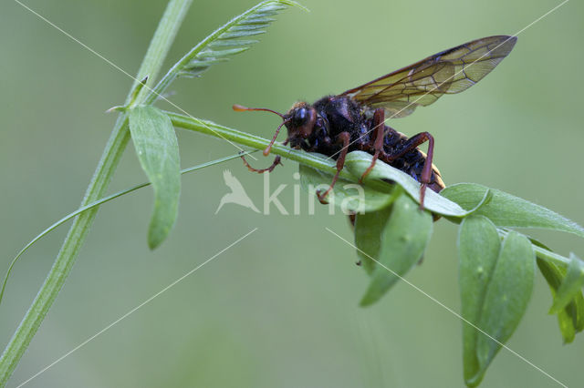 Gele Knotssprietbladwesp (Cimbex luteus)