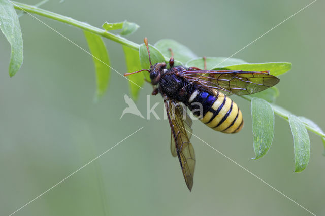 Gele Knotssprietbladwesp (Cimbex luteus)