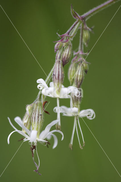 Night-flowering Campion (Silene noctiflora)