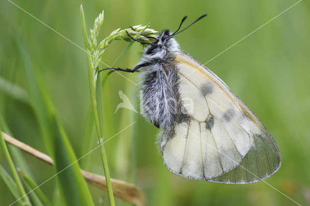 Zwarte apollovlinder (Parnassius mnemosyne)