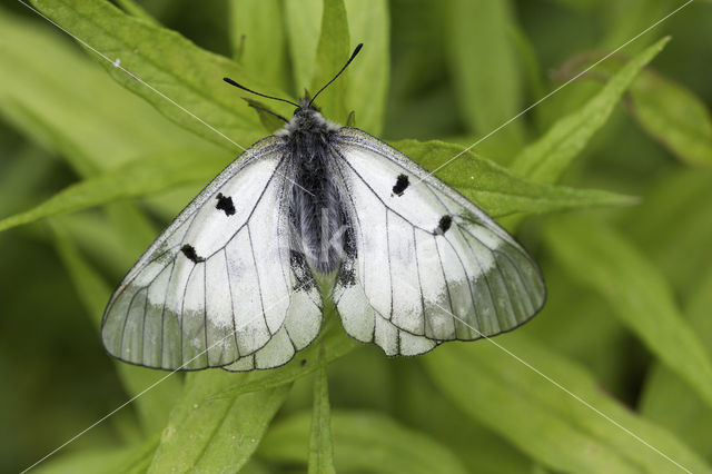 Zwarte apollovlinder (Parnassius mnemosyne)