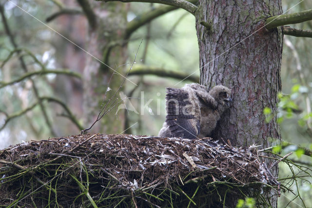 Eurasian Eagle-Owl (Bubo bubo)