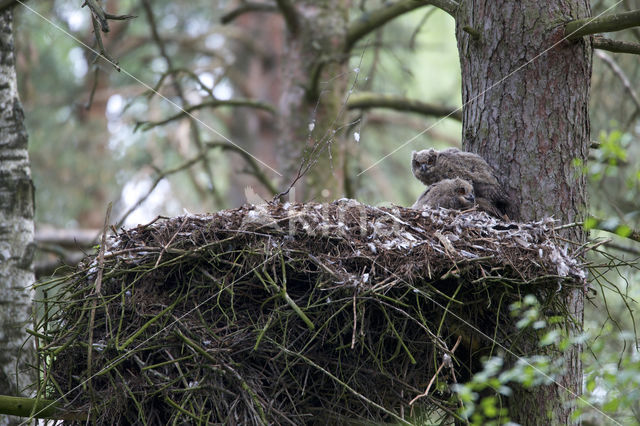 Eurasian Eagle-Owl (Bubo bubo)