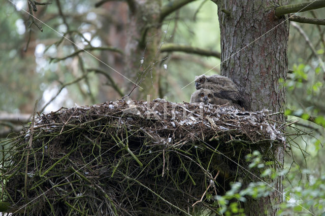 Eurasian Eagle-Owl (Bubo bubo)