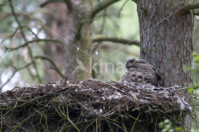 Eurasian Eagle-Owl (Bubo bubo)