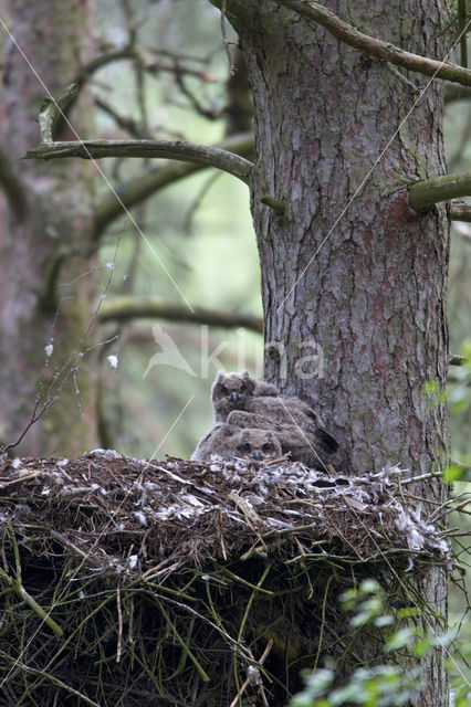 Eurasian Eagle-Owl (Bubo bubo)