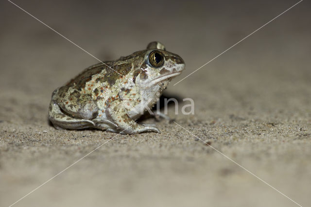 Common Spadefoot Toad (Pelobates fuscus)