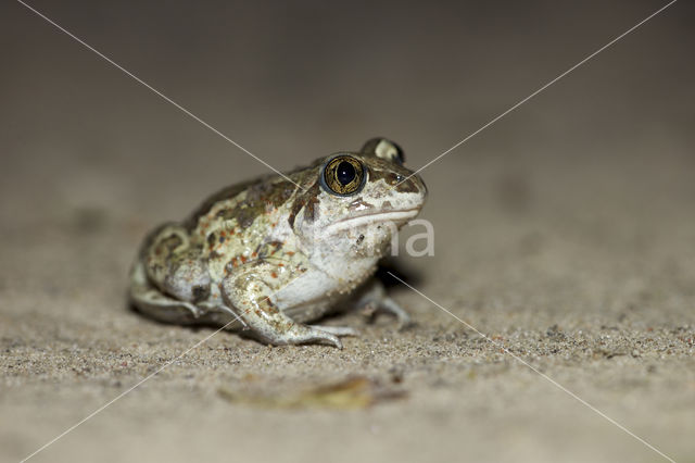 Knoflookpad (Pelobates fuscus)