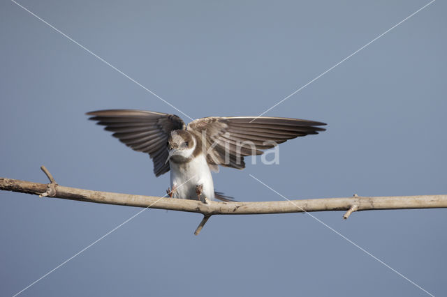 Bank Swallow (Riparia riparia)