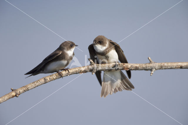 Bank Swallow (Riparia riparia)