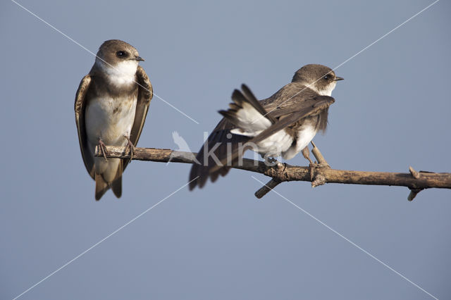 Bank Swallow (Riparia riparia)