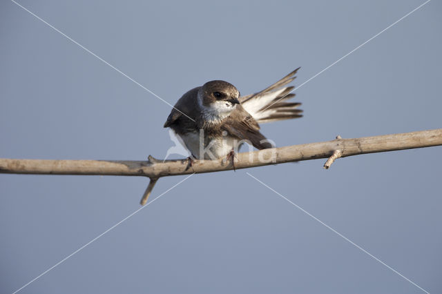 Bank Swallow (Riparia riparia)