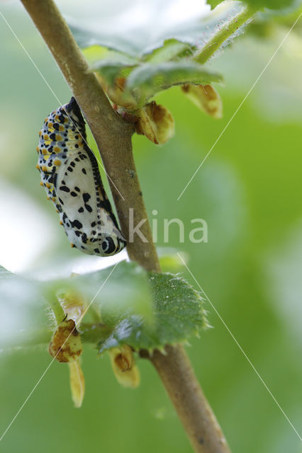 Roodbonte parelmoervlinder (Euphydryas maturna)