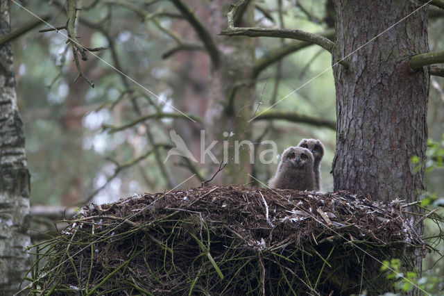 Eurasian Eagle-Owl (Bubo bubo)