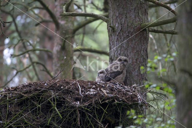 Eurasian Eagle-Owl (Bubo bubo)