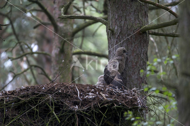 Eurasian Eagle-Owl (Bubo bubo)