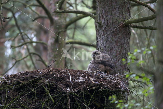 Eurasian Eagle-Owl (Bubo bubo)