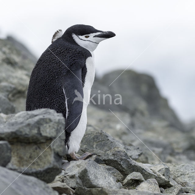 Bearded penguin