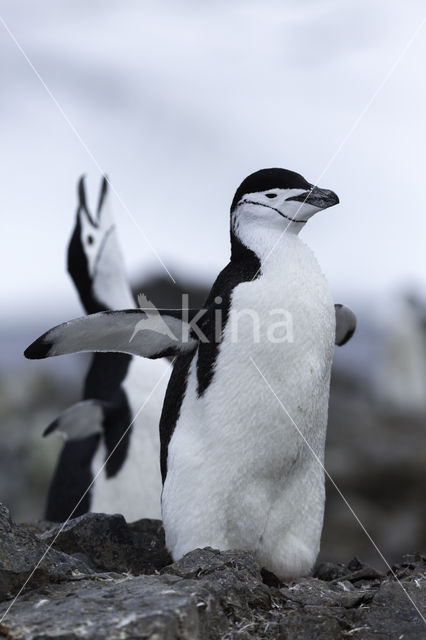 Keelbandpinguin