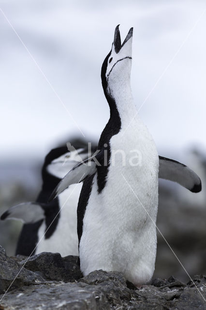 Bearded penguin