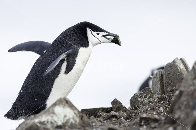 Bearded penguin