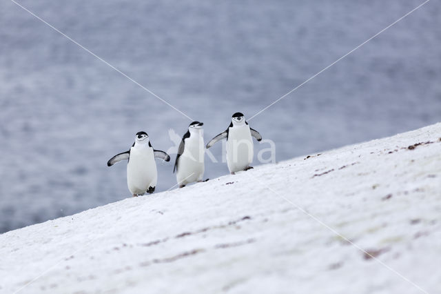 Bearded penguin