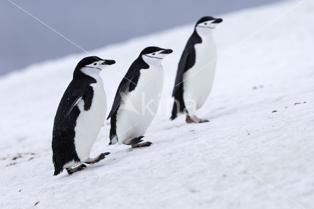 Bearded penguin