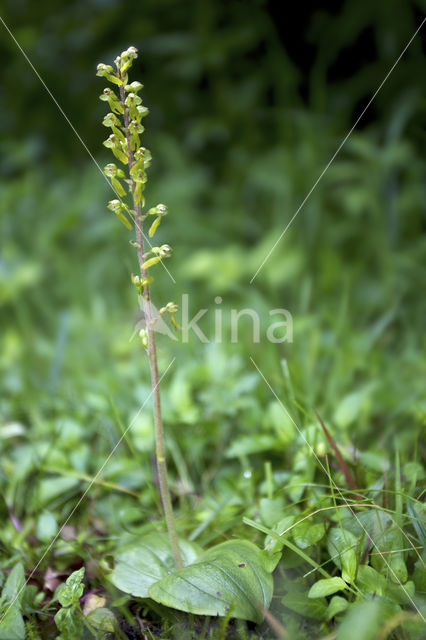 Common Twayblade (Neottia ovata