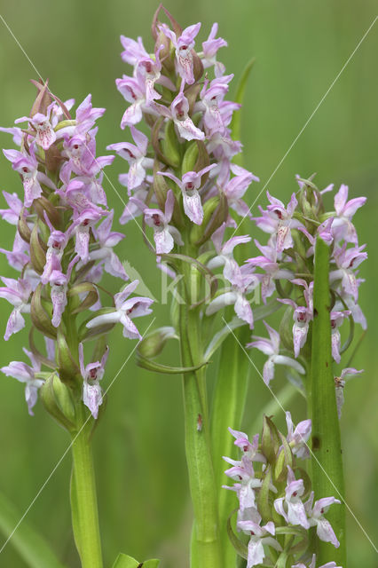 Vleeskleurige orchis (Dactylorhiza incarnata)