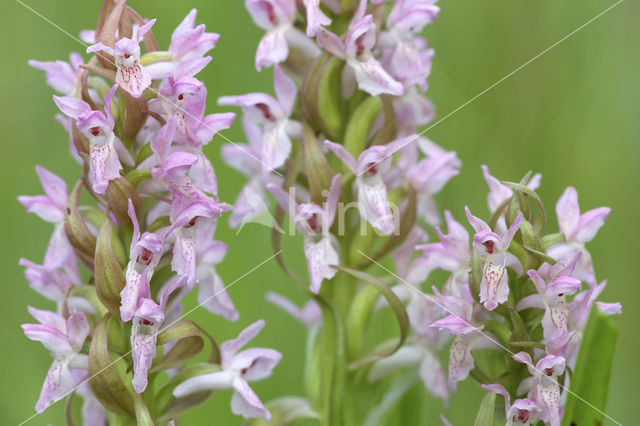 Vleeskleurige orchis (Dactylorhiza incarnata)