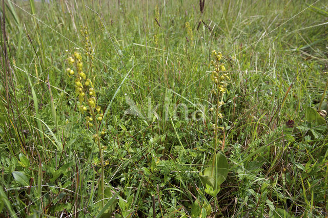 Common Twayblade (Neottia ovata