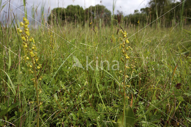 Common Twayblade (Neottia ovata