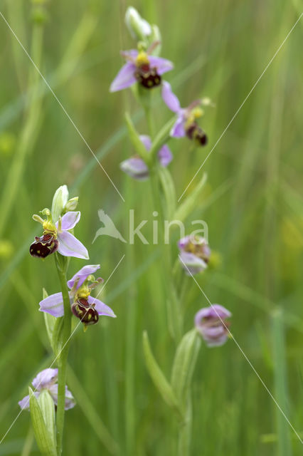 Bee Orchid (Ophrys apifera)