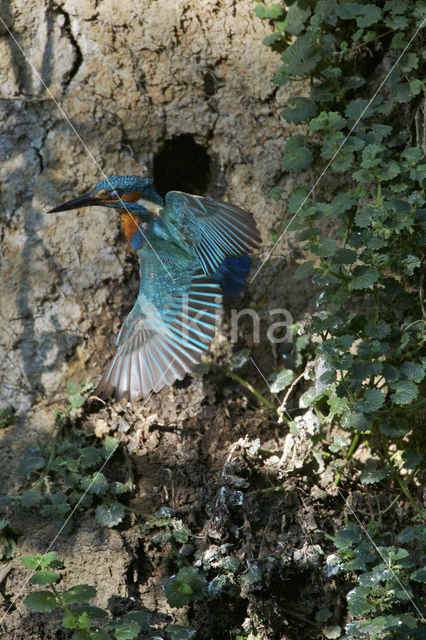 IJsvogel (Alcedo atthis)