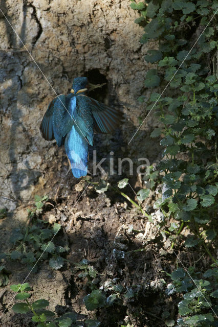 Kingfisher (Alcedo atthis)