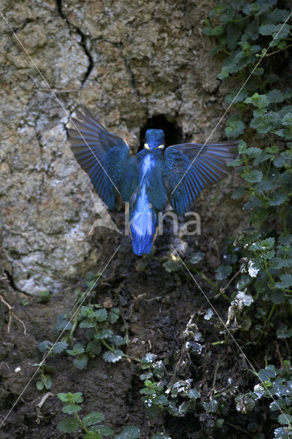 Kingfisher (Alcedo atthis)