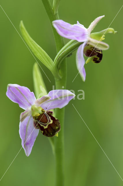 Bijenorchis (Ophrys apifera)