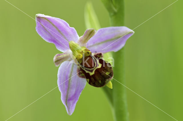 Bee Orchid (Ophrys apifera)