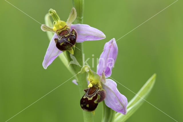 Bee Orchid (Ophrys apifera)