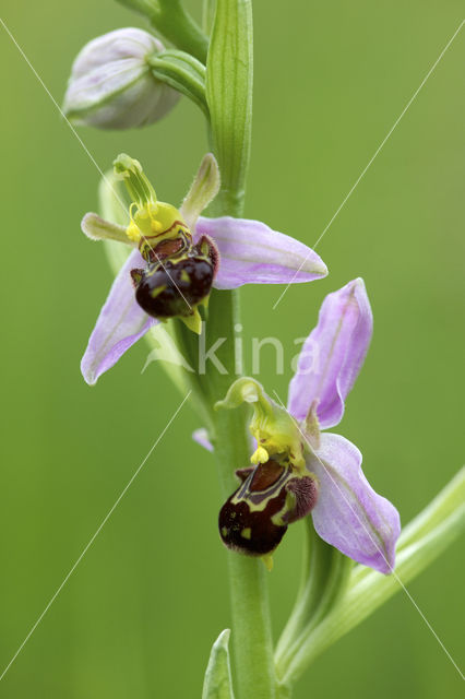 Bijenorchis (Ophrys apifera)