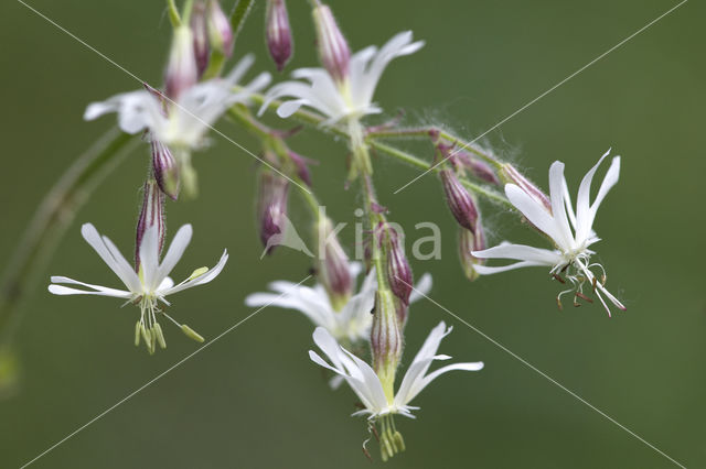 Nachtkoekoeksbloem (Silene noctiflora)