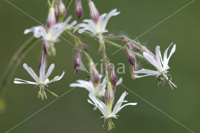 Night-flowering Campion (Silene noctiflora)