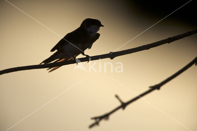 Bank Swallow (Riparia riparia)