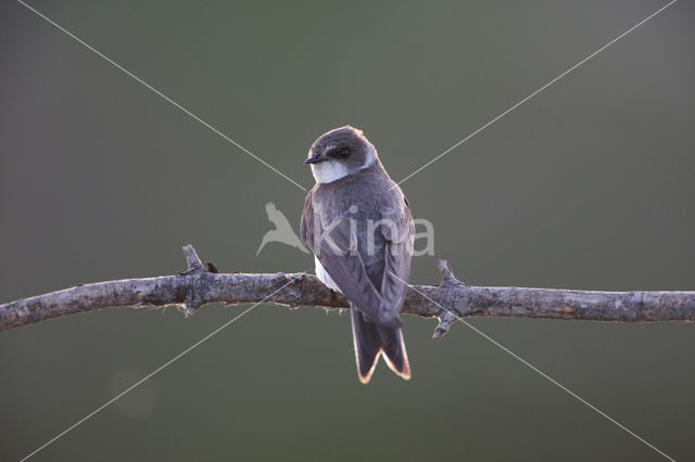 Bank Swallow (Riparia riparia)