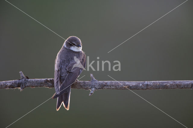 Bank Swallow (Riparia riparia)