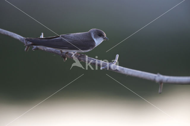 Bank Swallow (Riparia riparia)