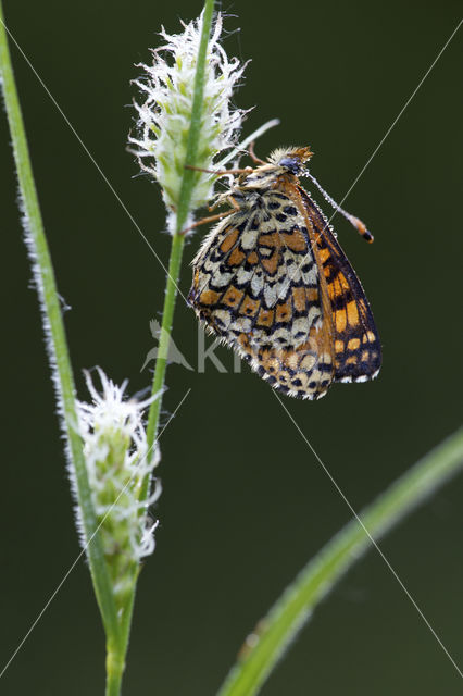 Veldparelmoervlinder (Melitaea cinxia)